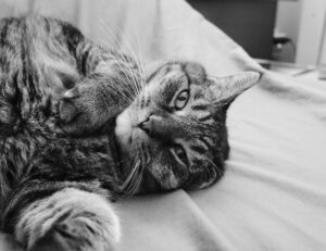 how to install mozillod5.2f5