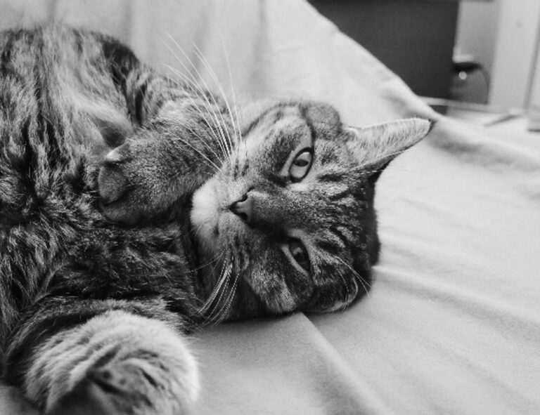 how to install mozillod5.2f5