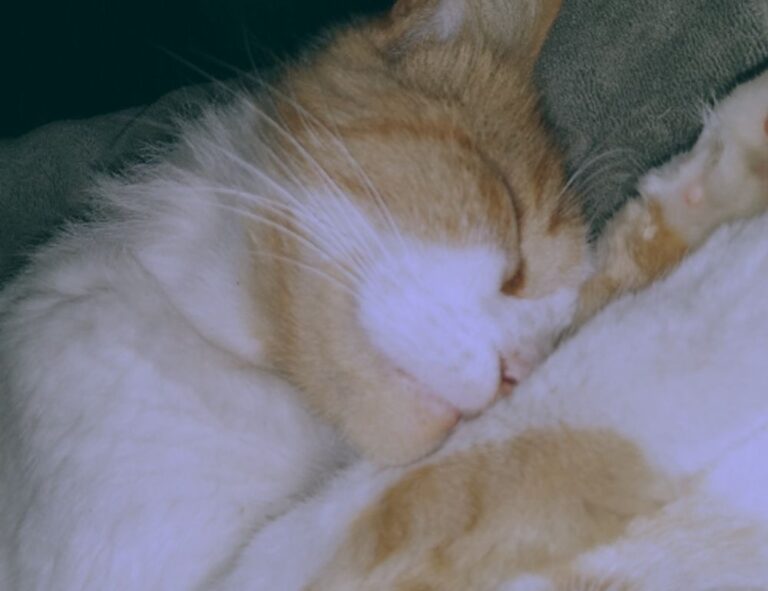 susbluezilla new software