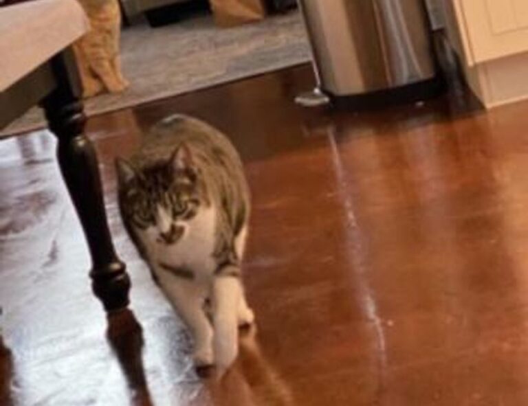 what is testing in zillexit software