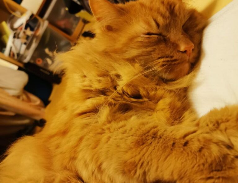 advice disfinancified