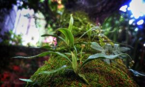 alletomir wealth management reviews