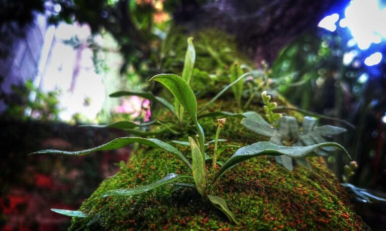 alletomir wealth management reviews