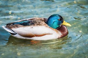 benefits of alletomir wealth management