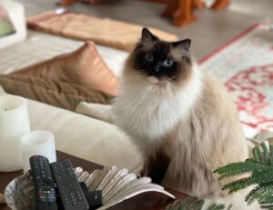 discommercified economic guide from disquantified