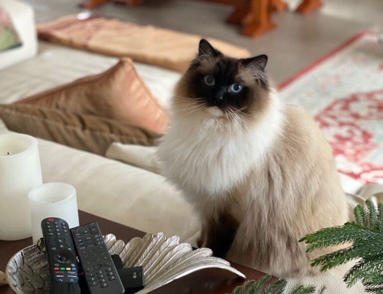 discommercified economic guide from disquantified