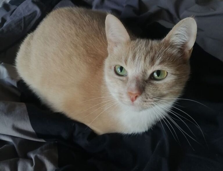 discommercified money guide by disquantified