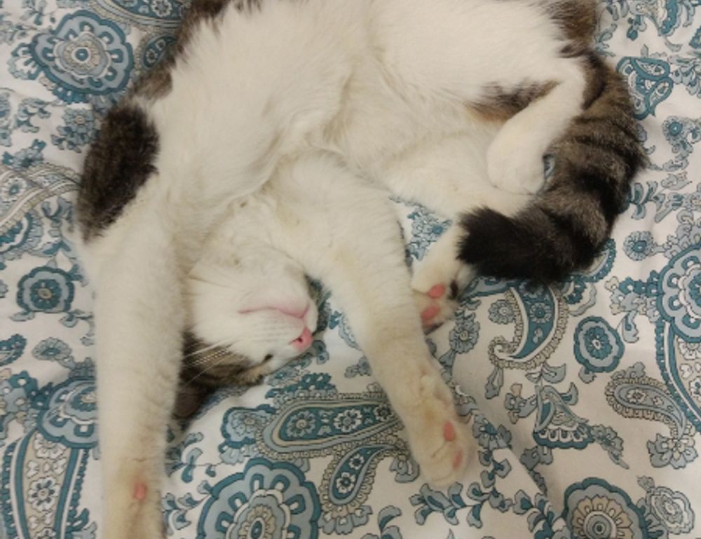 disfinancified financial guide from disquantified