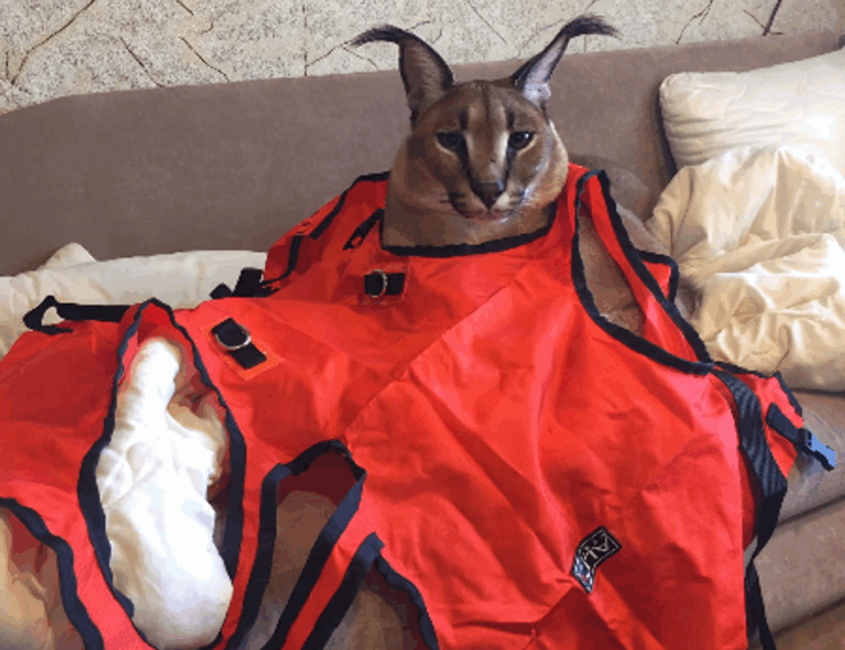 finance updates discapitalied