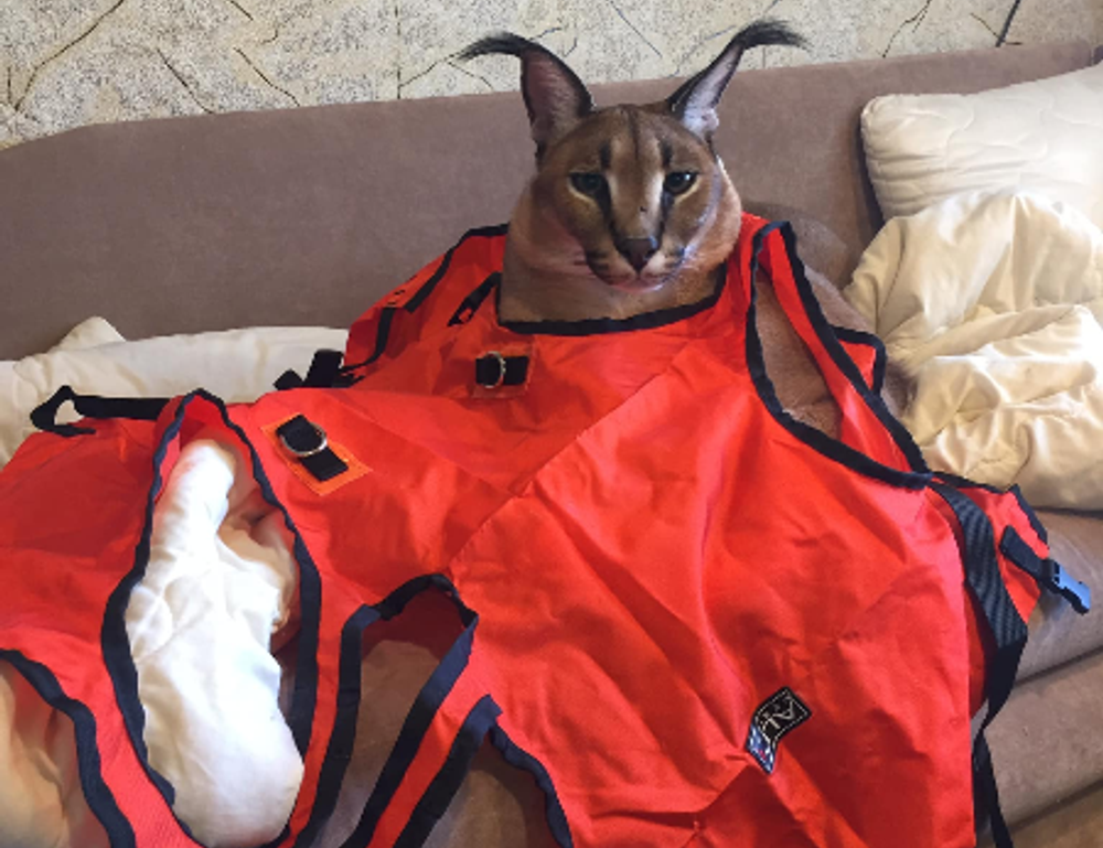 finance updates discapitalied