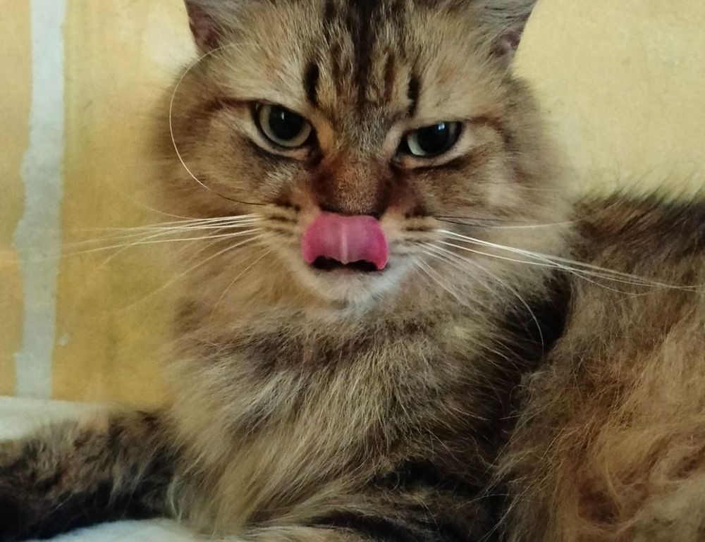 growth of tazopha investment