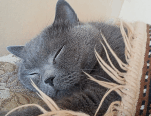 money guide disfinancified