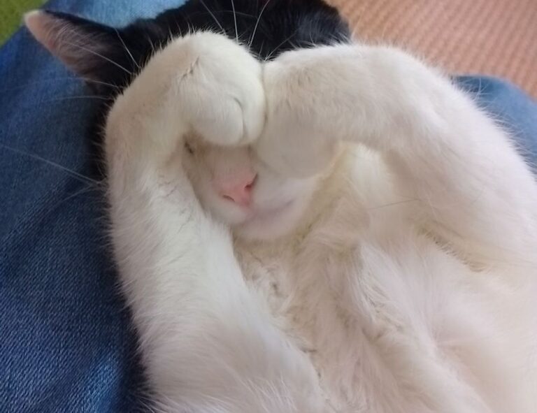 wealth management fees alletomir