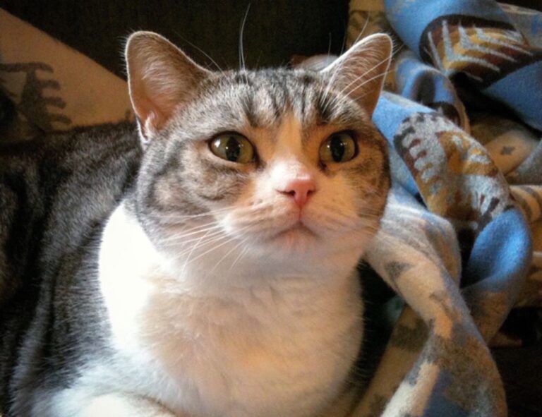 what capital can you allocate discapitalied