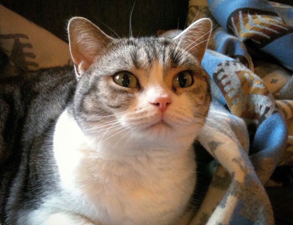 what capital can you allocate discapitalied