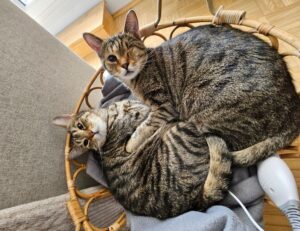 what is tazopha investment