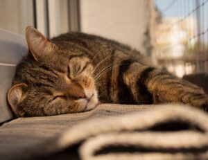 which is better alletomir or raymond james