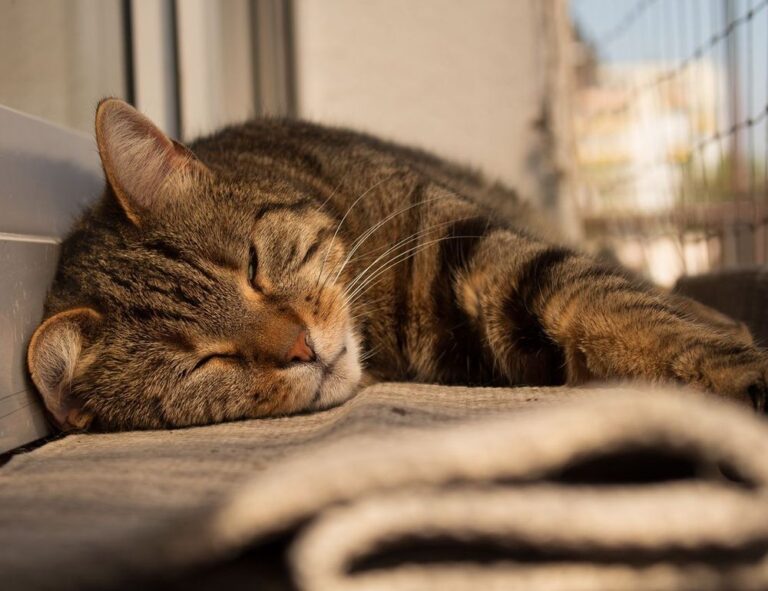 which is better alletomir or raymond james