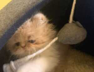 why invest in apartments ontpinvest