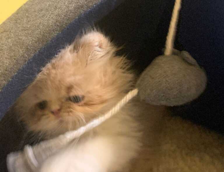 why invest in apartments ontpinvest