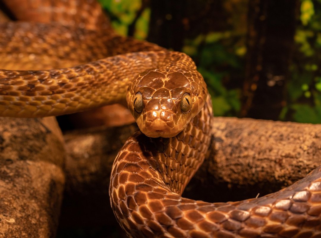 Why the 'Snake' Metaphor Became a Powerful Global Symbol