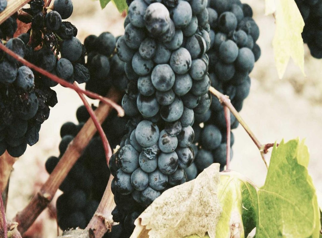 The Brands Behind the Princess: A Guide to Her Favorite Labels